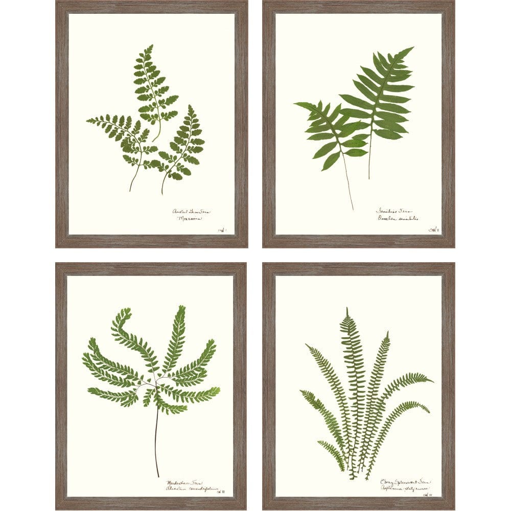 Fern Prints 14’’x18’’ - Home Decor
