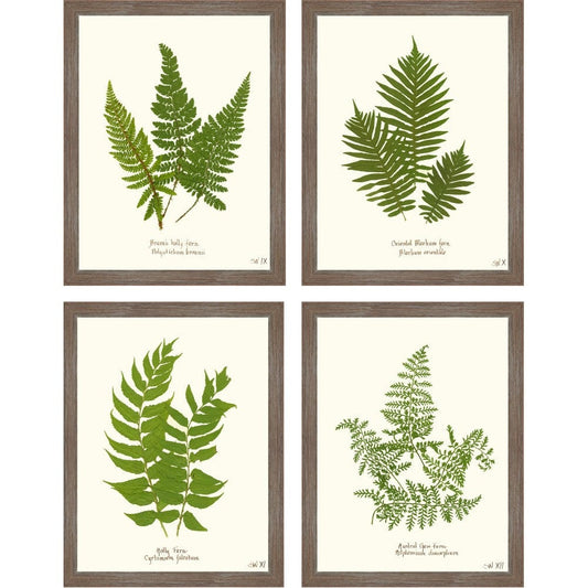 Fern Prints 14’’x18’’ - Home Decor